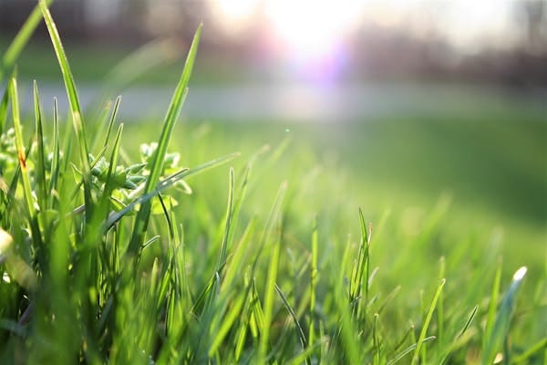 The Lawn Journal