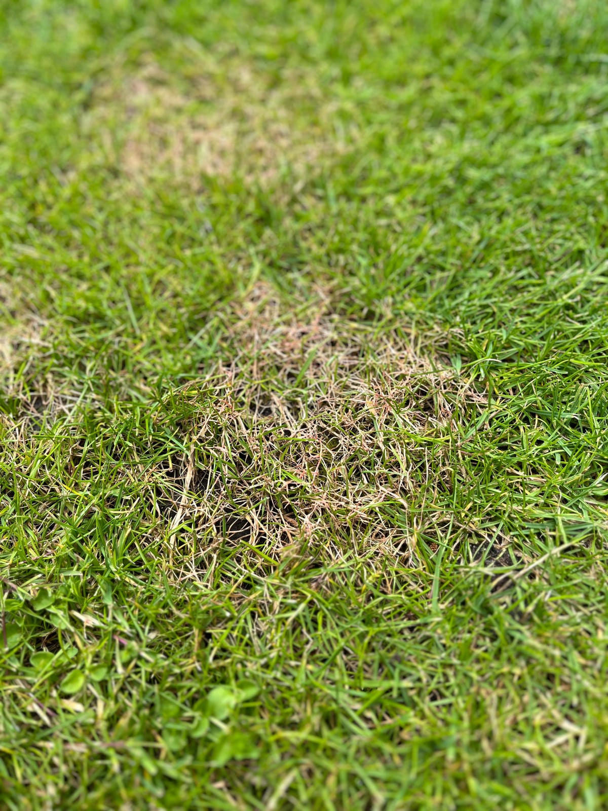How to Identify 5 Common Summer Lawn Diseases in the UK (Red Thread, Fusarium, Rust & More)